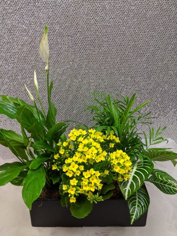 Rectangular planter with yellow flowers and assorted green plants