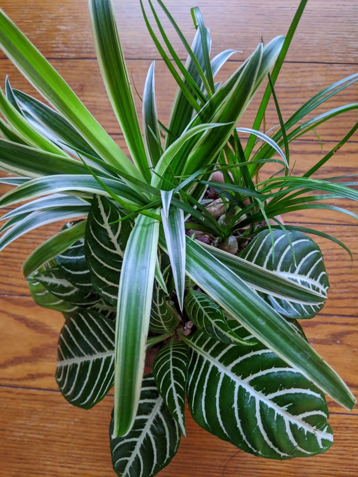 Potted houseplant with striped green leaves on a wooden surface