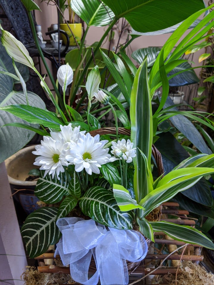 White daisies in a basket with lush green houseplants and a pale ribbon