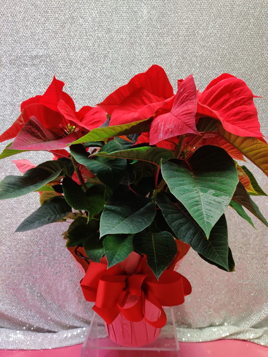 Potted poinsettia with bright red bracts and a red ribbon bow