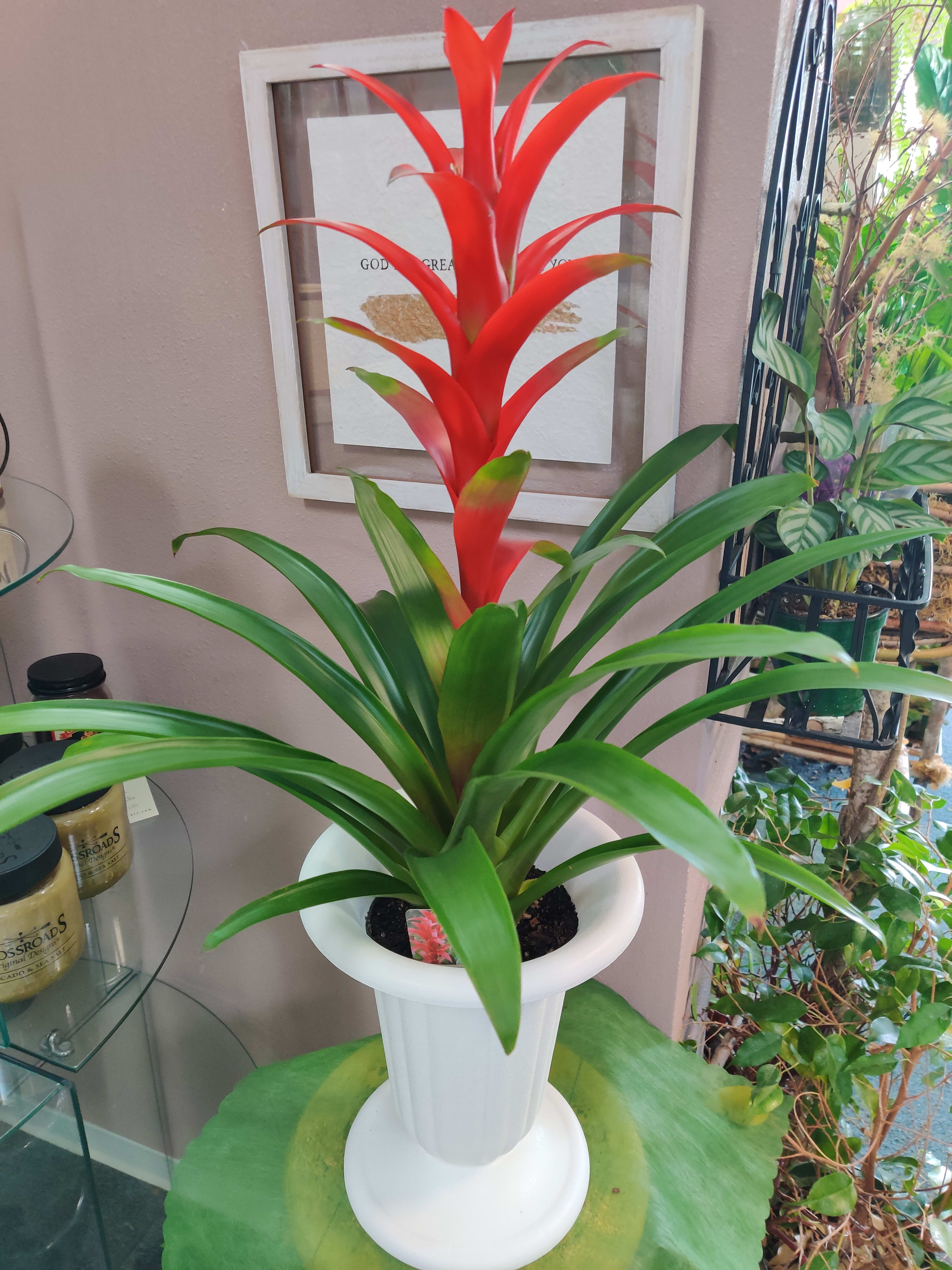 Potted bromeliad with red flower spike and long green leaves