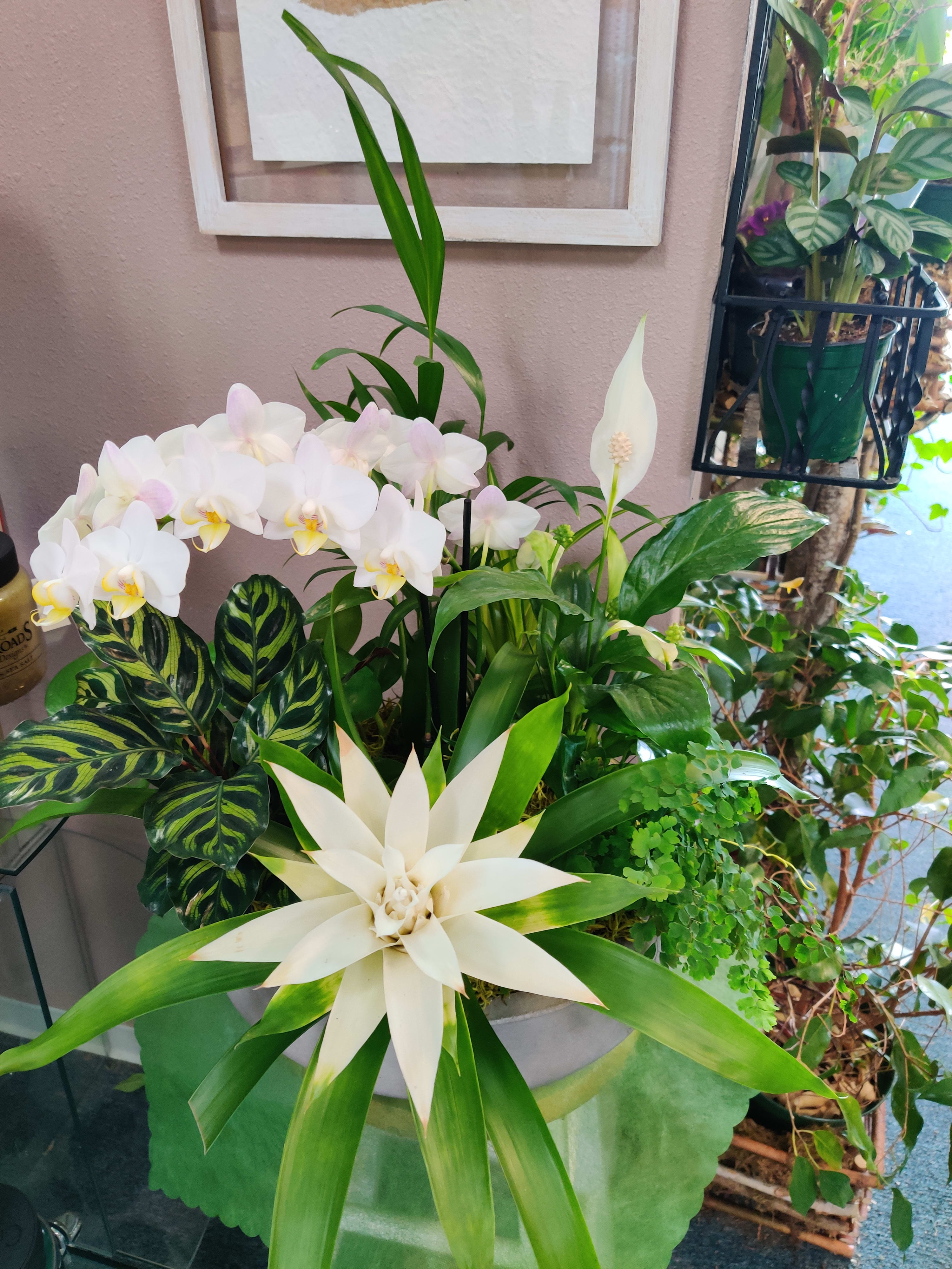 White orchids and a peace lily in a planter with large green leaves.