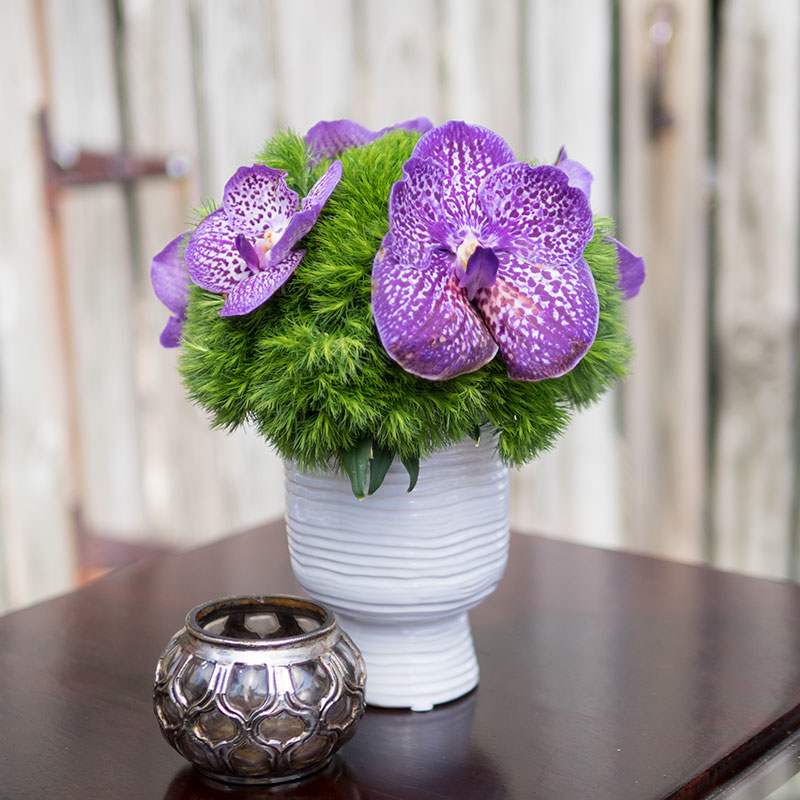 Purple orchids in a white vase with a green mossy base