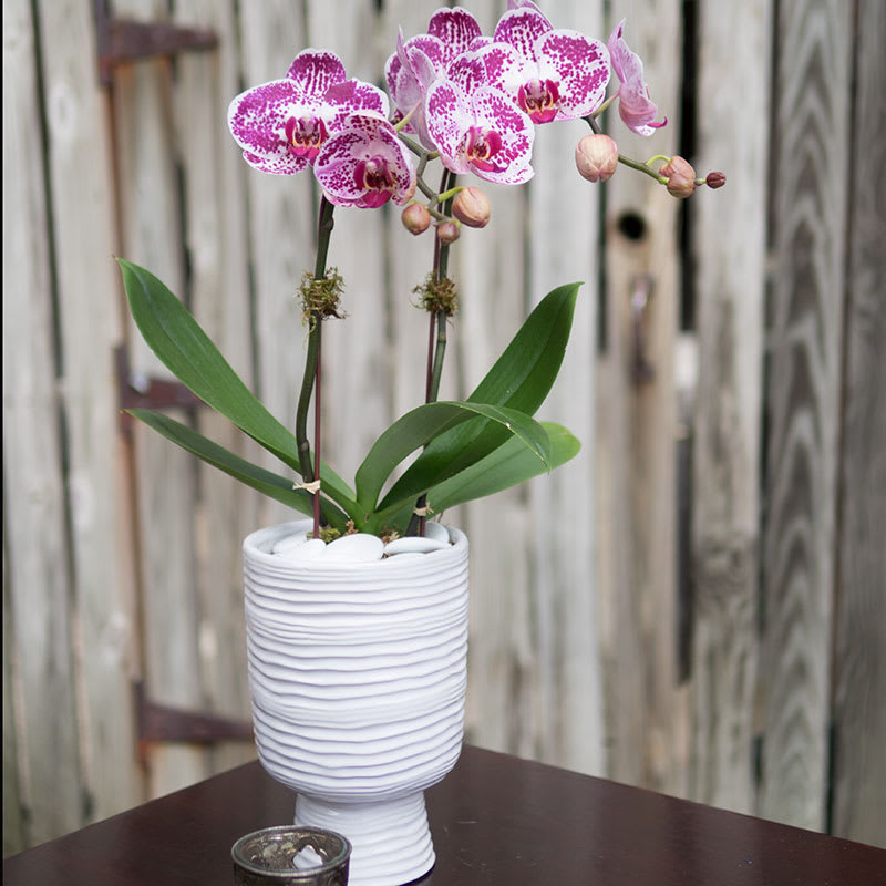 Pink orchid plant in a white textured pot on a table