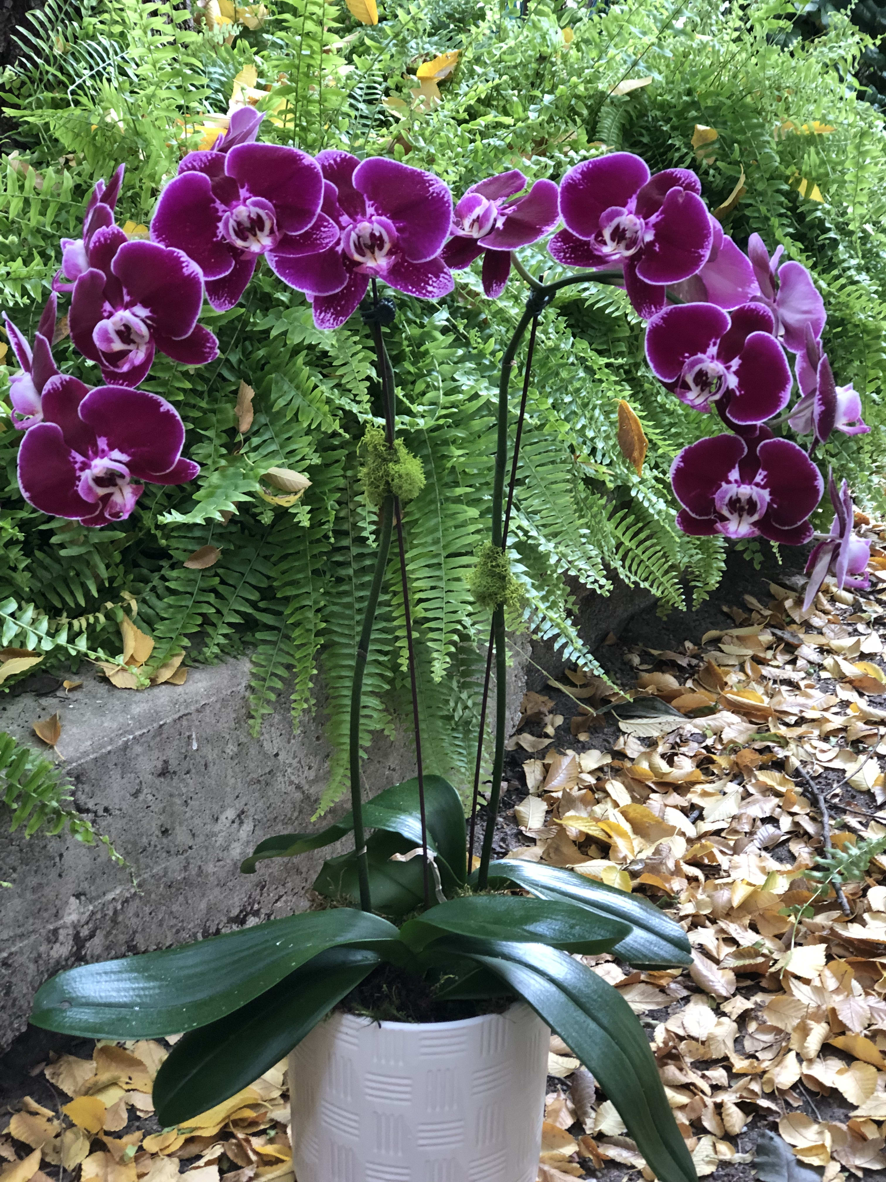 Potted purple orchids with broad green leaves in a white planter