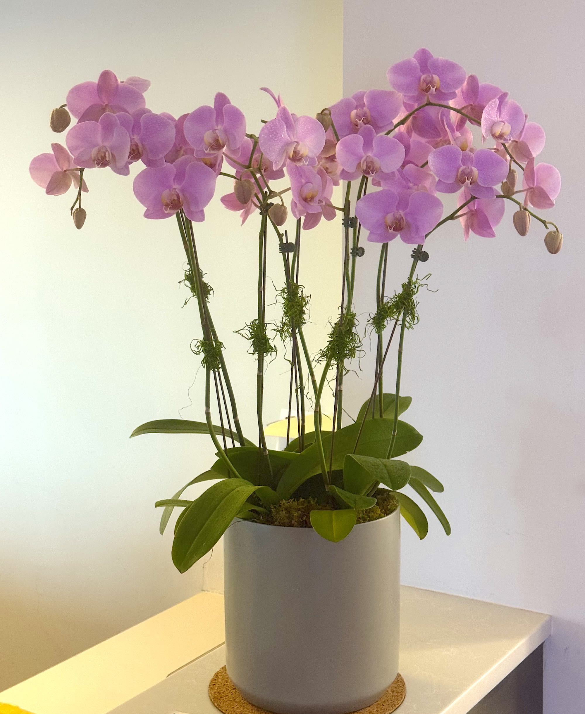 Pink orchid plant in a white pot on a table