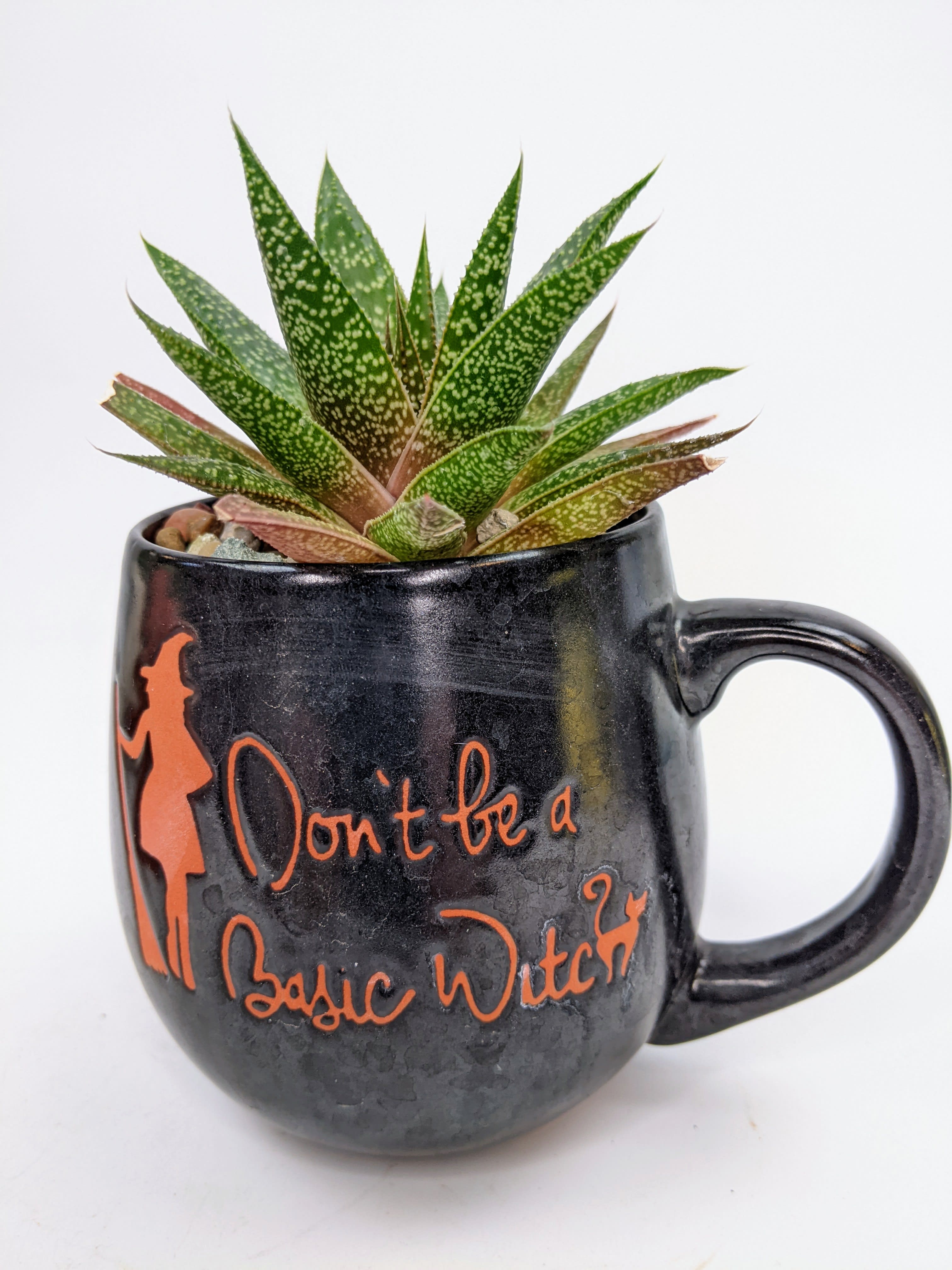 Succulent planted in a black mug with orange text