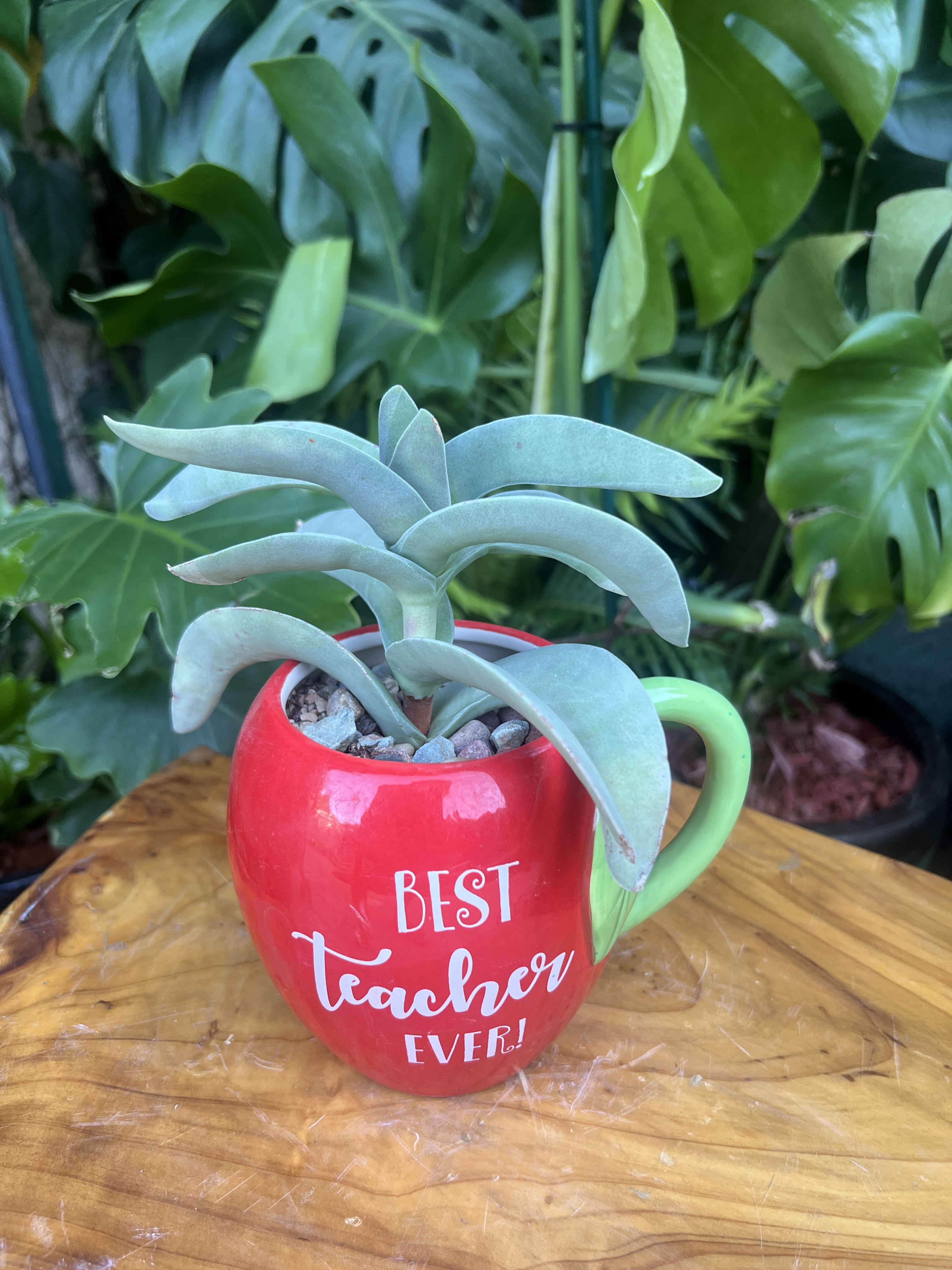 Best Teacher  - Live succulent 
