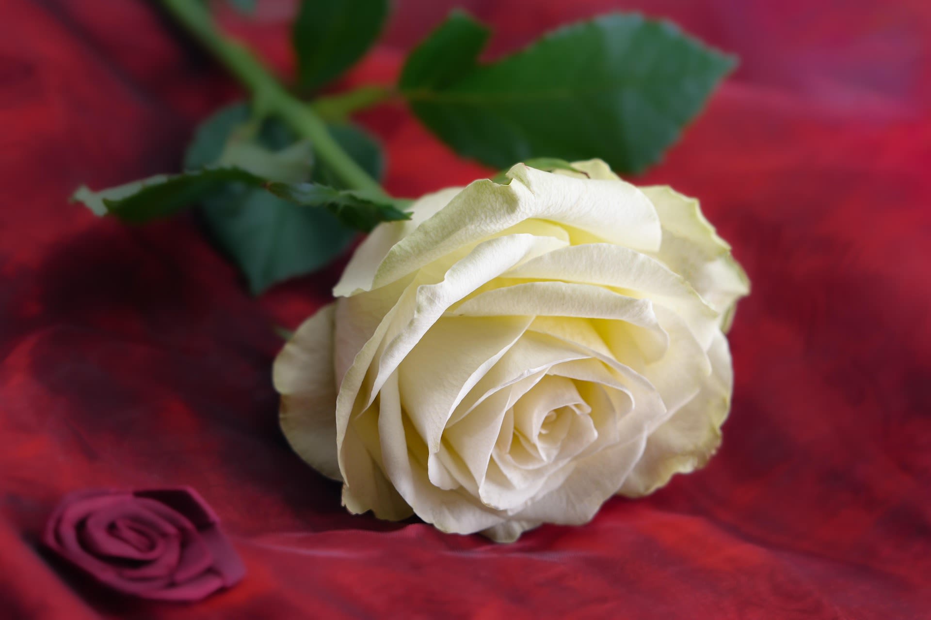 250 White Roses (Single Stems) - 250 Stems of White Roses. This product is not in a vase.  Best For: funerals for the service, roadside funeral memorials, bulk orders for parties and events. Please order at least 3 business days in advance to ensure timely delivery.