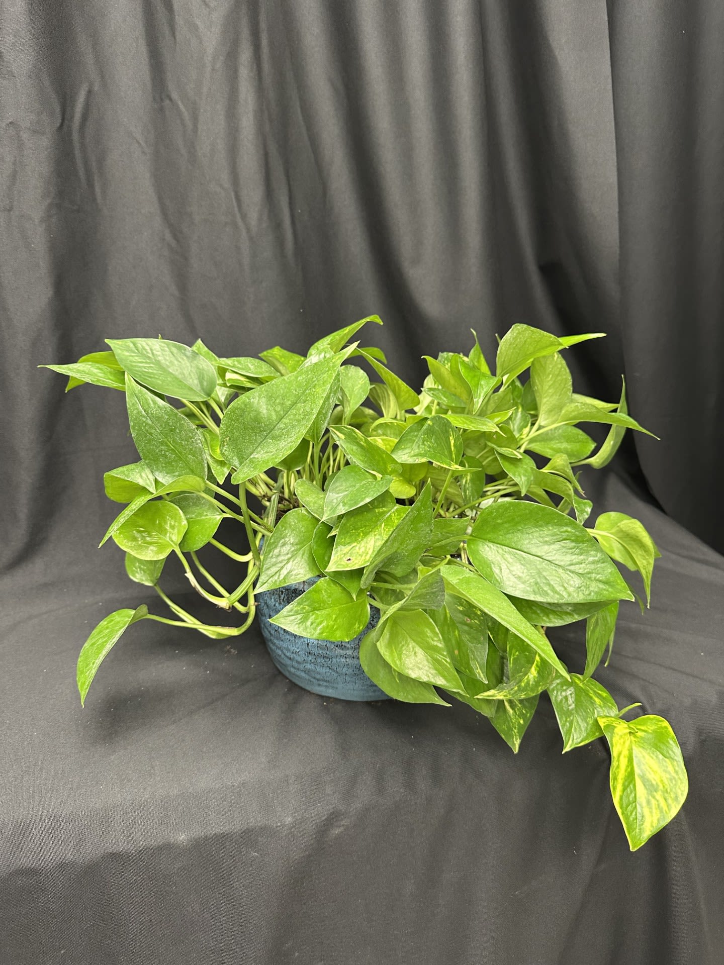 Verdant Cascade - Bring a touch of nature indoors with our Verdant Cascade pothos plant, known for its vibrant green leaves and graceful trailing vines. Nestled in a stylish textured pot, it's the perfect low-maintenance addition to any home or workspace. This hardy beauty thrives in a variety of lighting conditions, making it an effortless way to add life and freshness to your space.         
