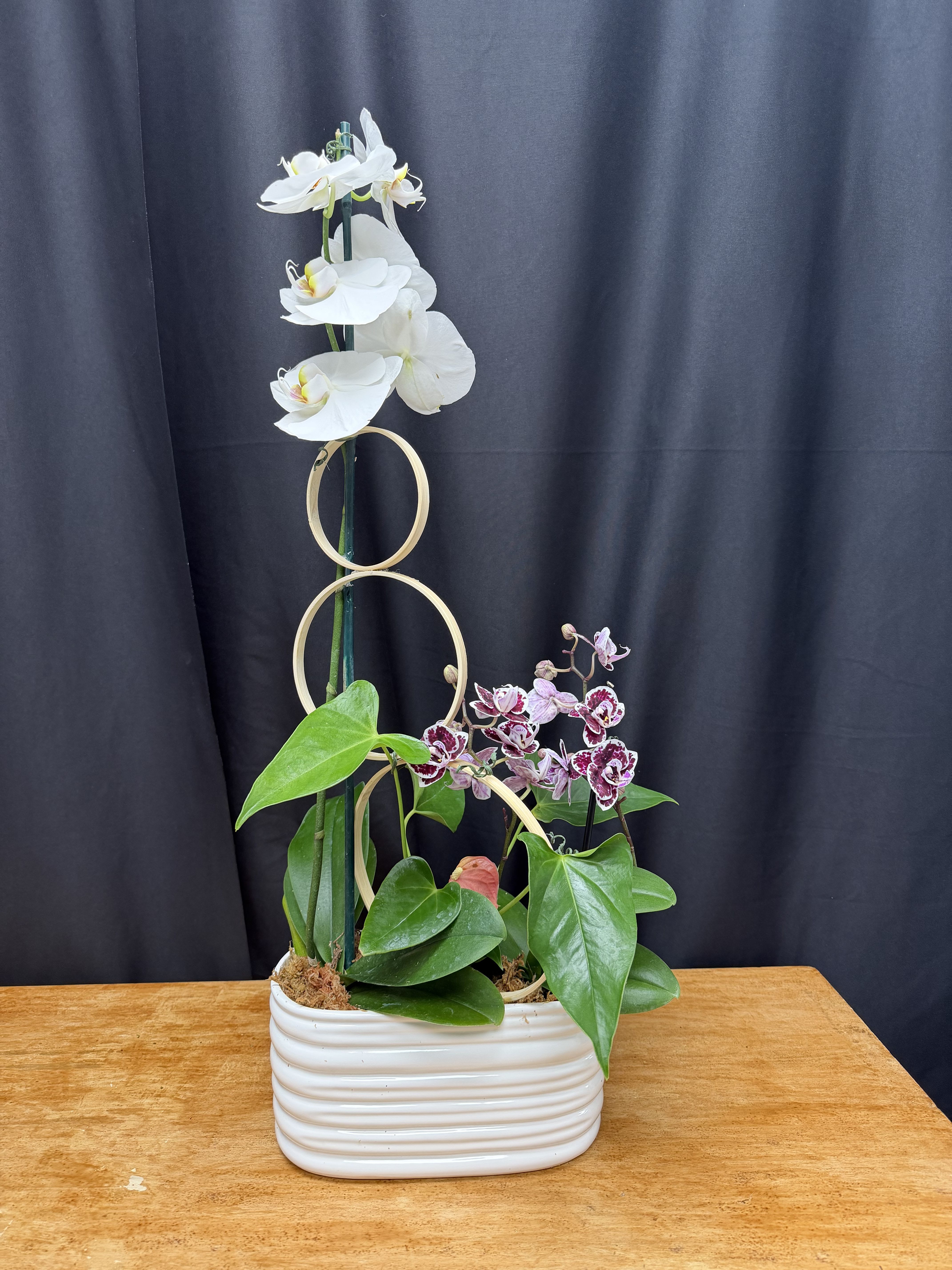 Modern Orchid Harmony - A striking blend of sculptural white phalaenopsis orchids and delicate patterned mini orchids creates a refined, contemporary look. Framed with natural wood rings and lush green foliage, this design brings balance and movement to any space. Set in a sleek ceramic container, it’s an elegant statement piece perfect for modern interiors or thoughtful gifting.