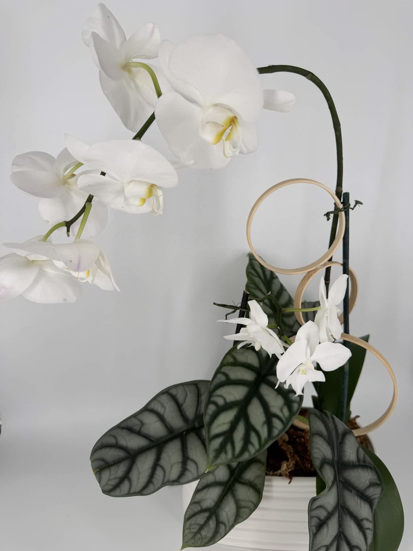 White orchid arrangement in a white pot with decorative rings