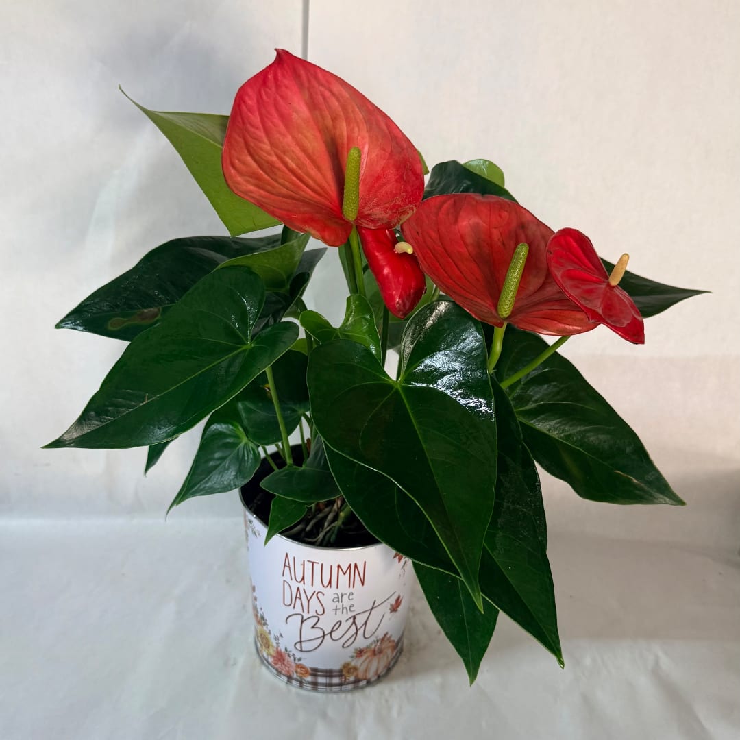 Potted anthurium plant with red blooms in a decorative container