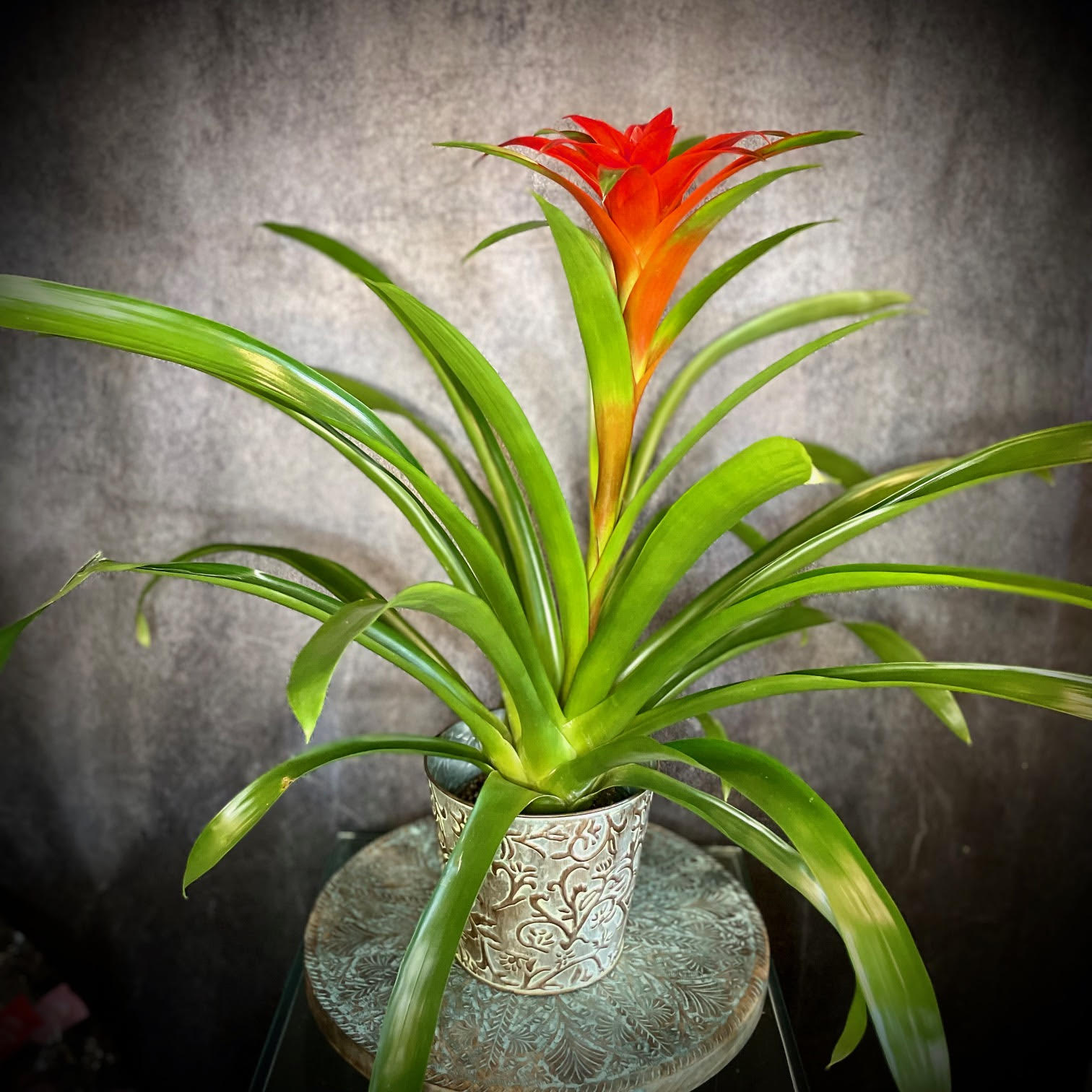 Beautiful Bromeliad Plant  - Displayed in a 6 classy container, Bromeliads make wonderful and showy house plants. Originally from Central America, they grow by attaching themselves to trees in nature. They do well in filtered light and require a once a week watering into the center base of the plant