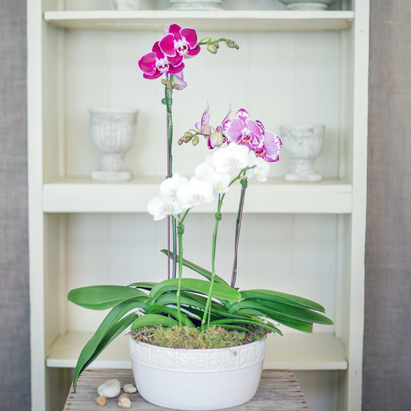Phalaenopis Orchid Garden - A beautiful orchid garden that consists of 3 orchids plants, assorted colors.