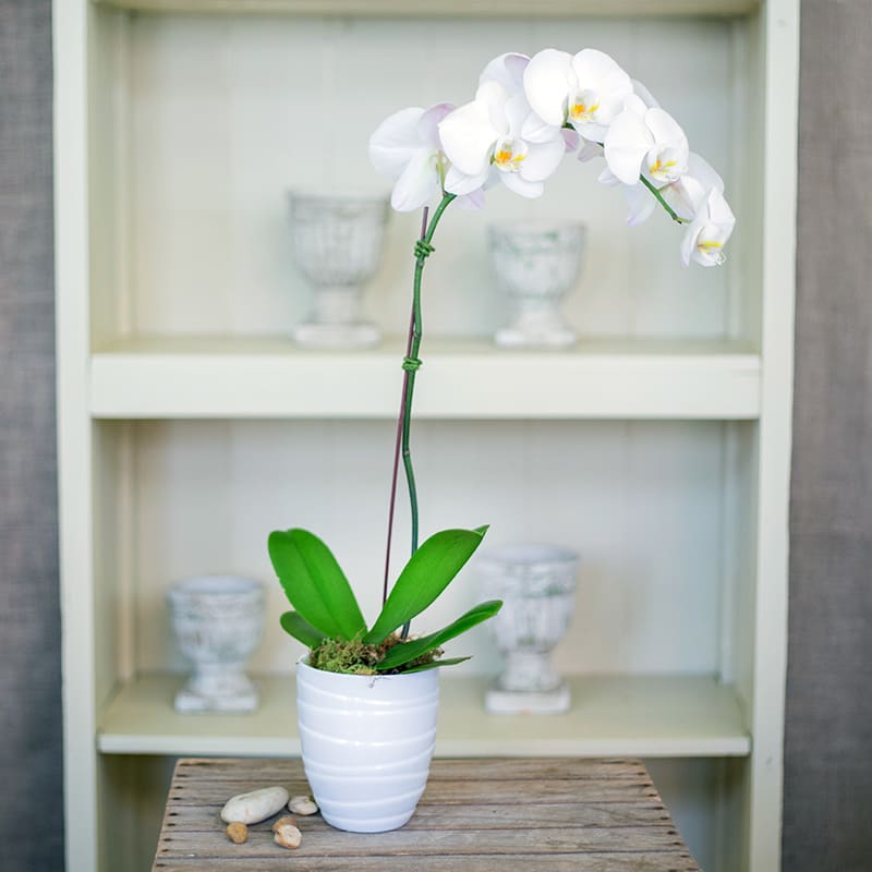 White Phalaenopis Orchid - Beautiful white phalaenopis orchid in a decorative container.
