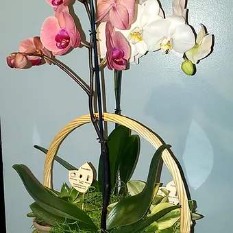 Orchid Planter - 2 premium orchids and 2 small plants in a basket delivered to a service or a home, makes for a very warm and loving gift.  Long lasting and easily sharable.