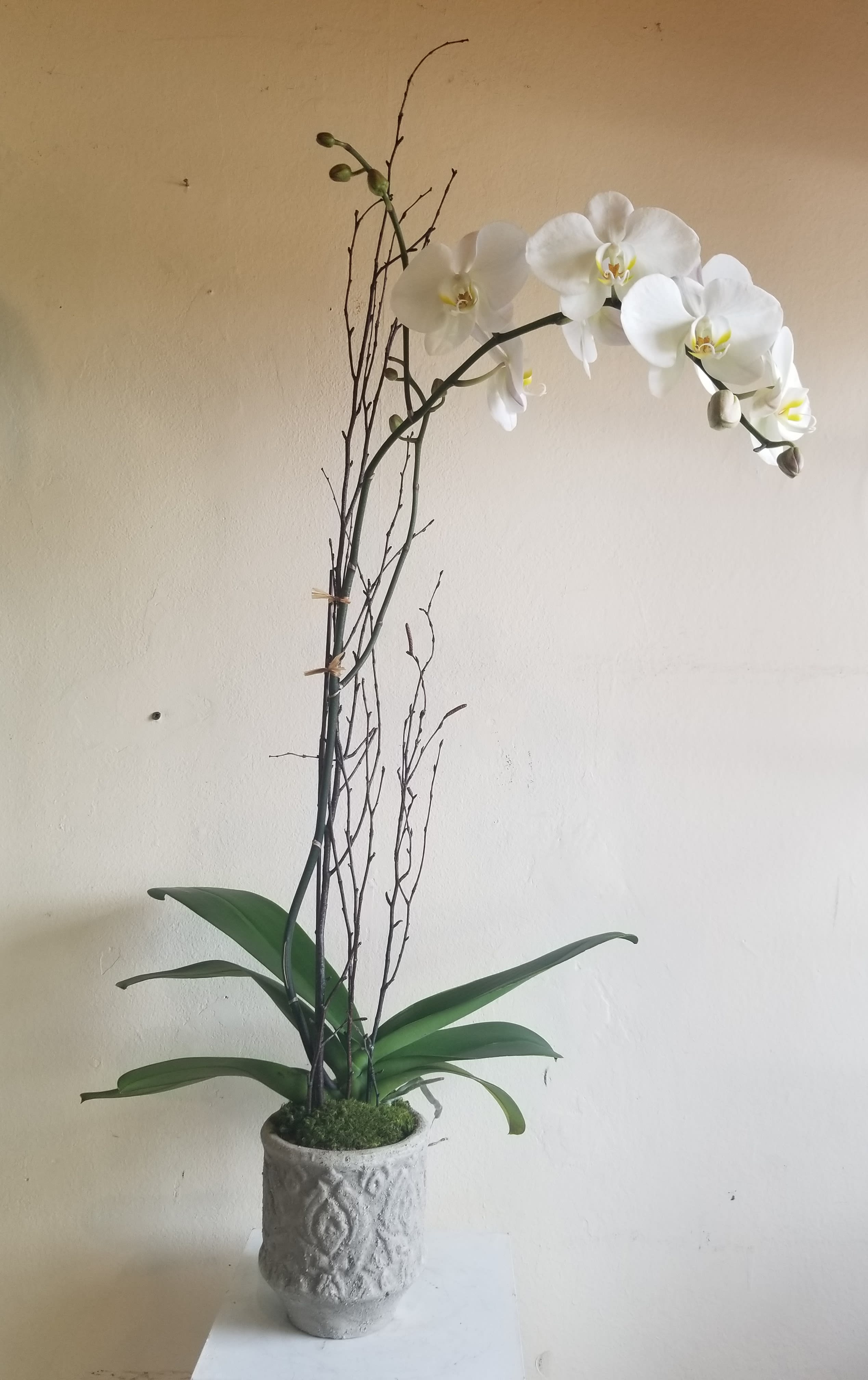 White orchid plant in a textured gray pot with tall branches