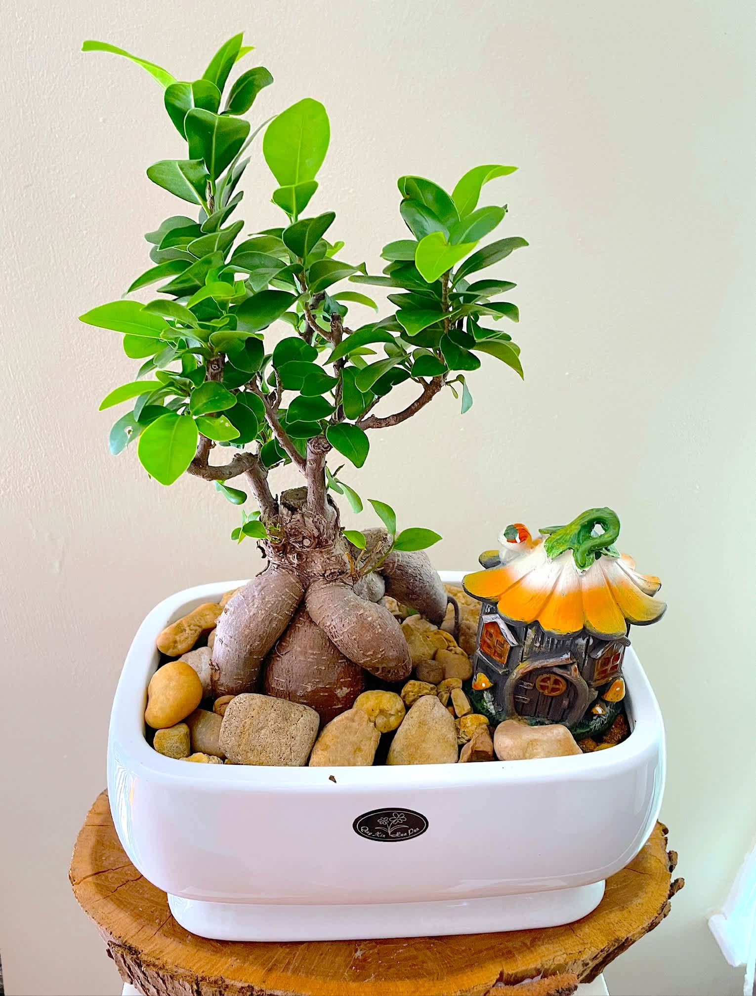 Potted bonsai-style plant with thick trunk and green leaves in a white dish with stones and a tiny house figurine.