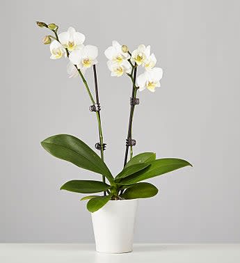 White orchid plant in a white pot