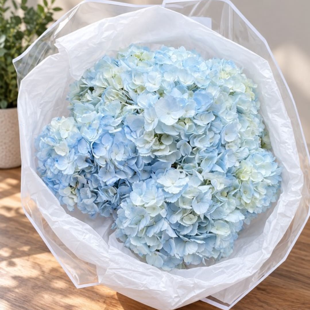 Bouquet of pale blue hydrangeas wrapped in white paper