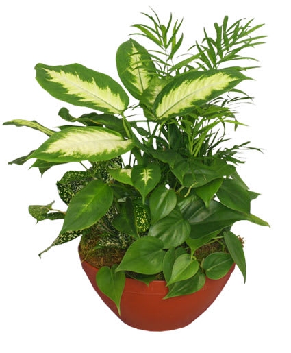 LUSH GARDEN OF GREEN PLANTS - LUSH GARDEN OF GREEN PLANTS