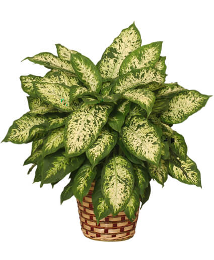 DUMB CANE PLANT DIEFFENBACHIA PICTA - DUMB CANE PLANT DIEFFENBACHIA PICTA