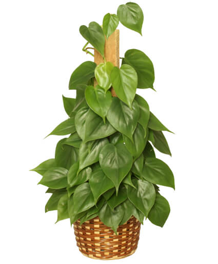 HEARTLEAF PHILODENDRON PHILODENDRON SCANDENS OXYCARDIUM - HEARTLEAF PHILODENDRON PHILODENDRON SCANDENS OXYCARDIUM