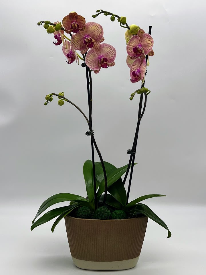Potted orchid arrangement with pink blooms in a brown planter