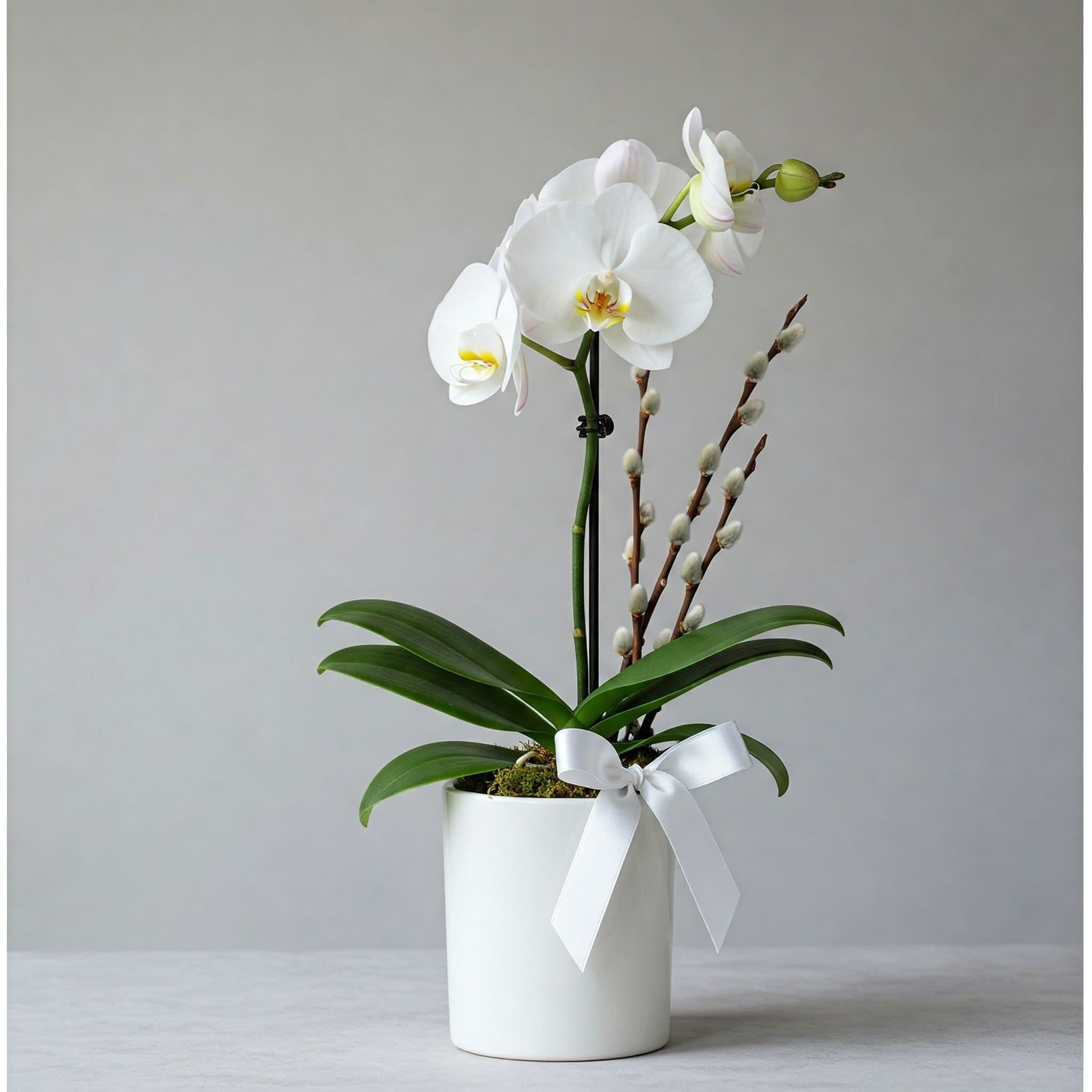 White orchid plant in a white pot with a ribbon bow