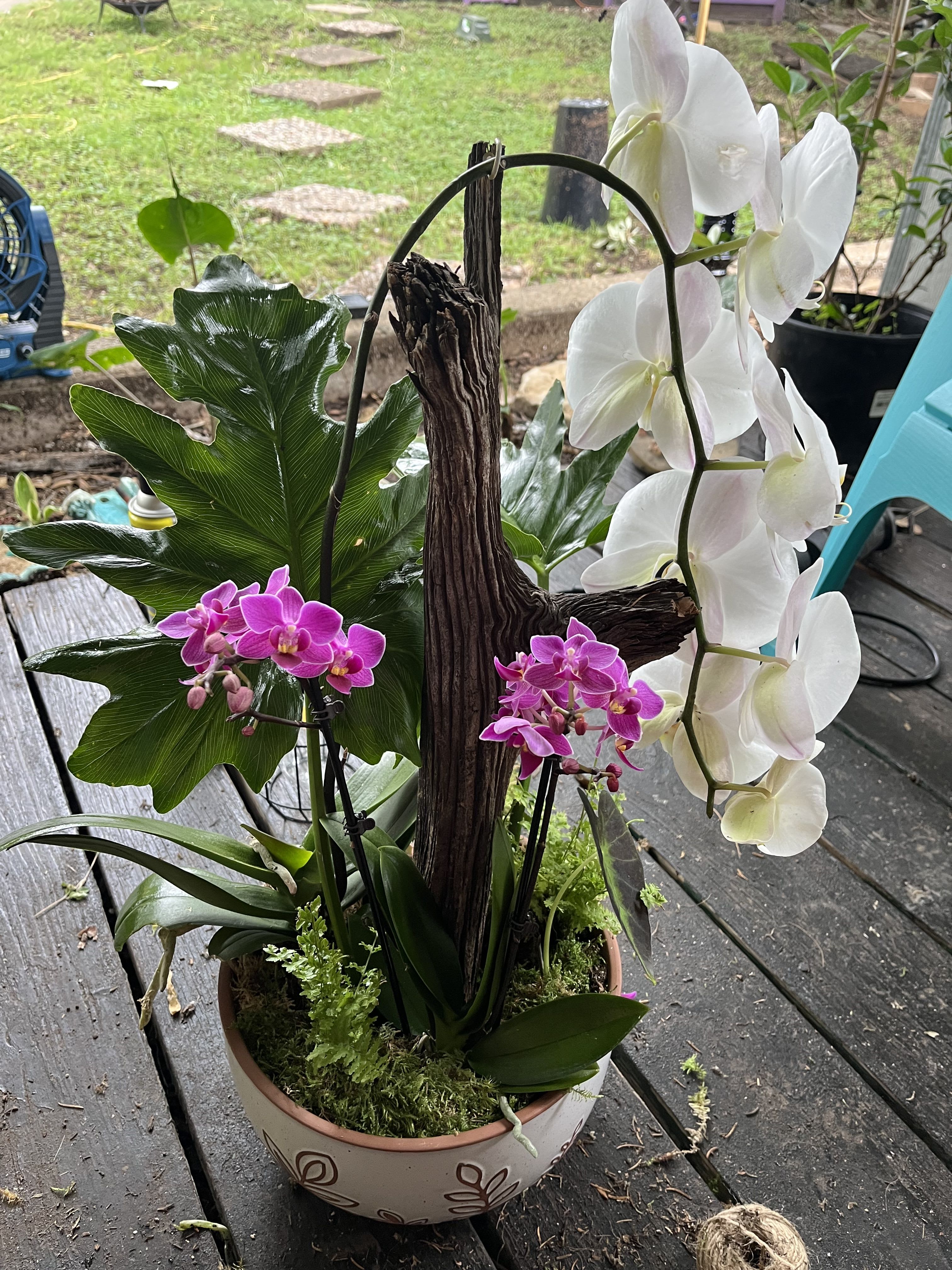Potted orchid arrangement with white and pink blooms in a decorative bowl