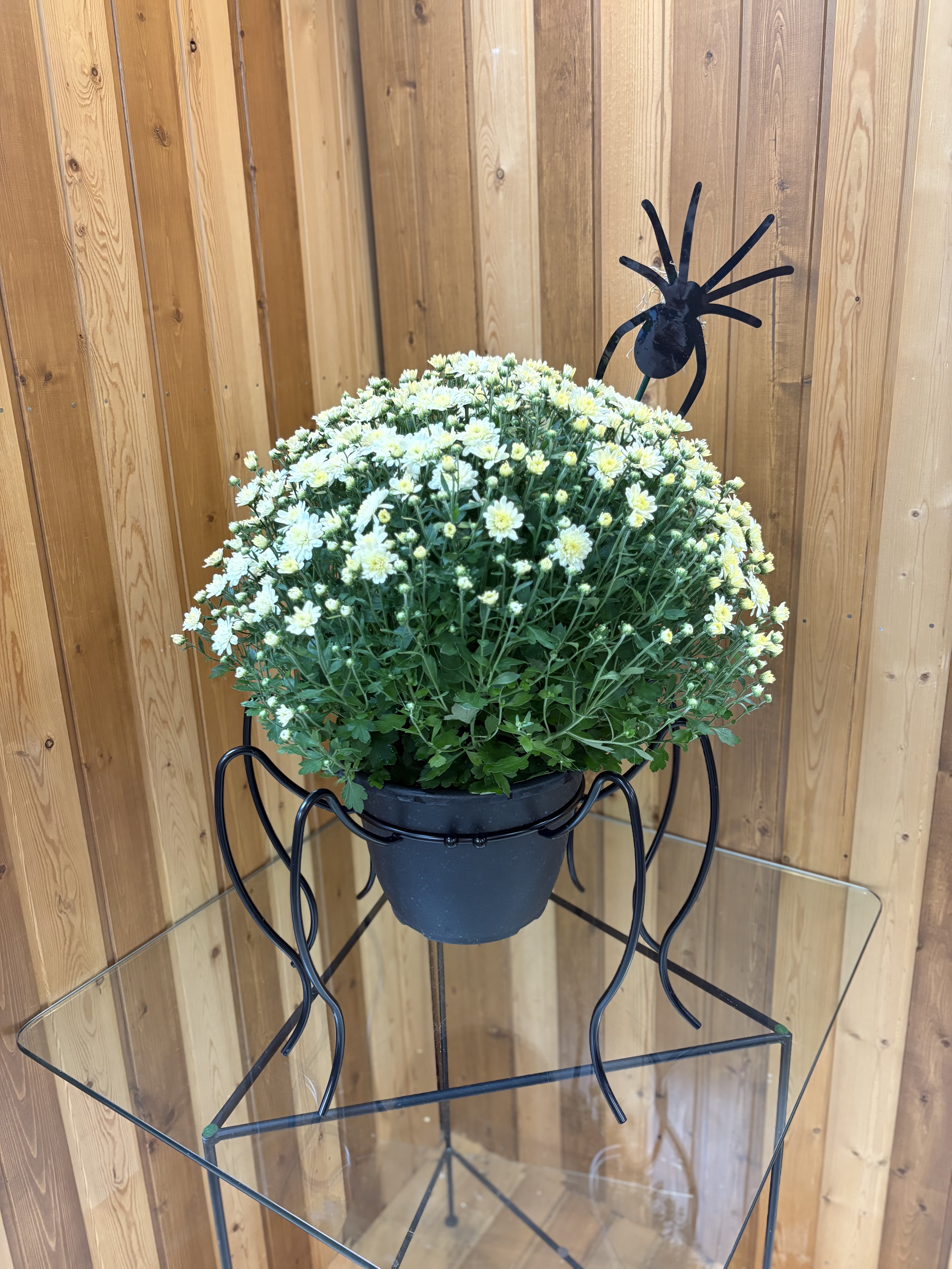 Potted white daisy-like flowers in a black hanging planter