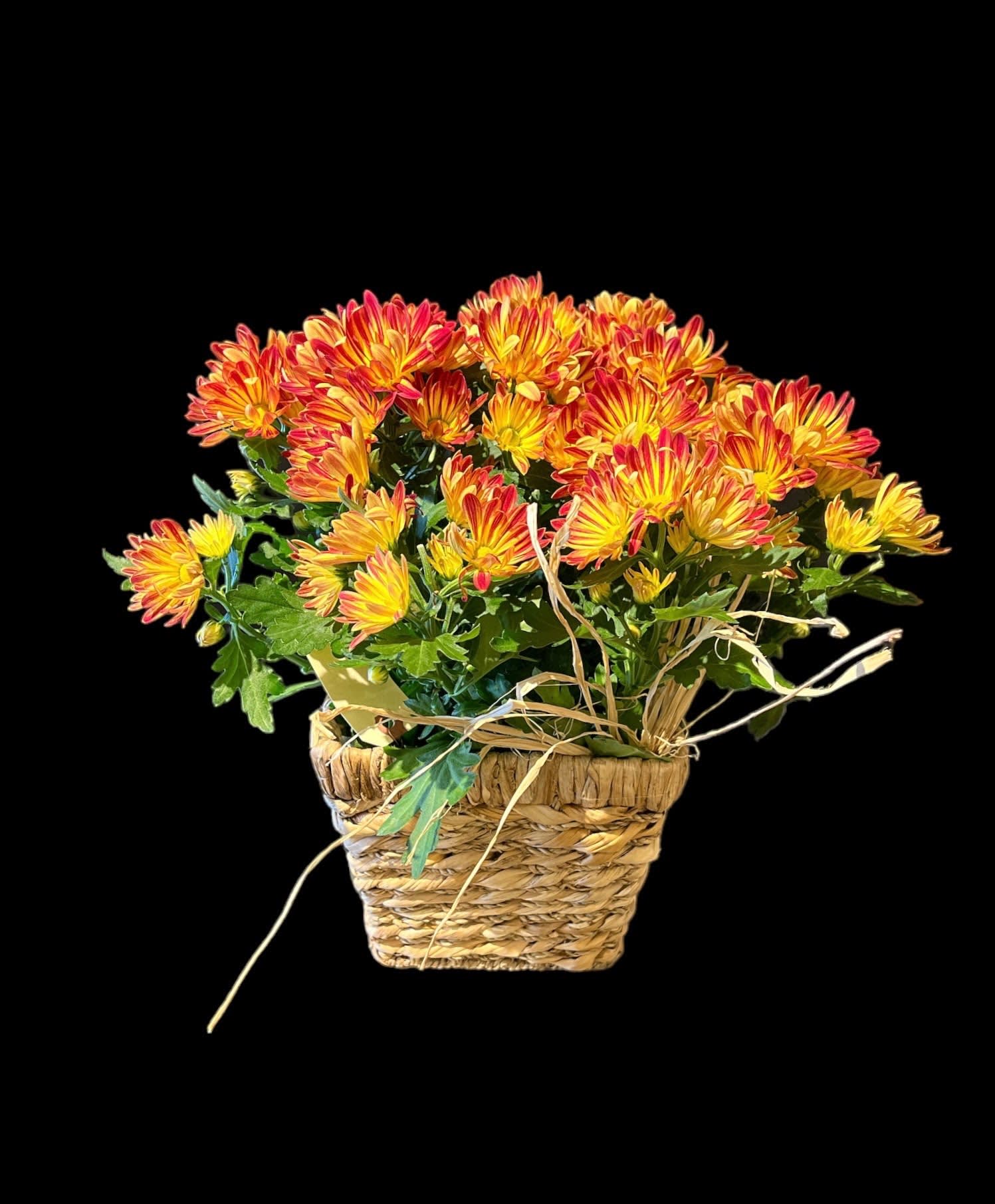 Classic potted mum in seagrass basket  - A annual classic that heralds the Autumn season.. Mums in a 6" grow pot.. colors and containers vary.  Approx 15" tall 12" across. 