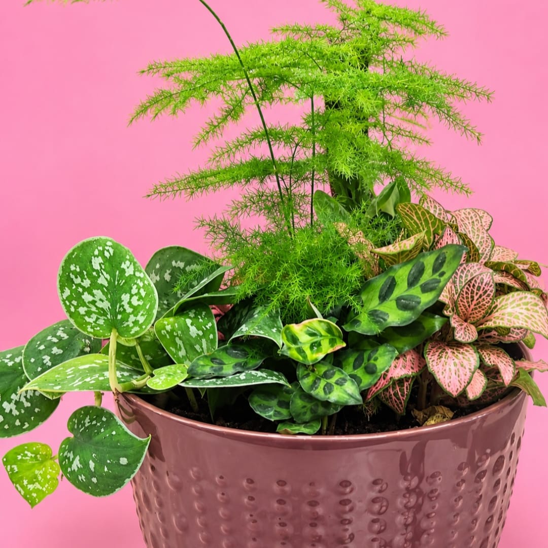 Mixed potted houseplants in a pink textured planter