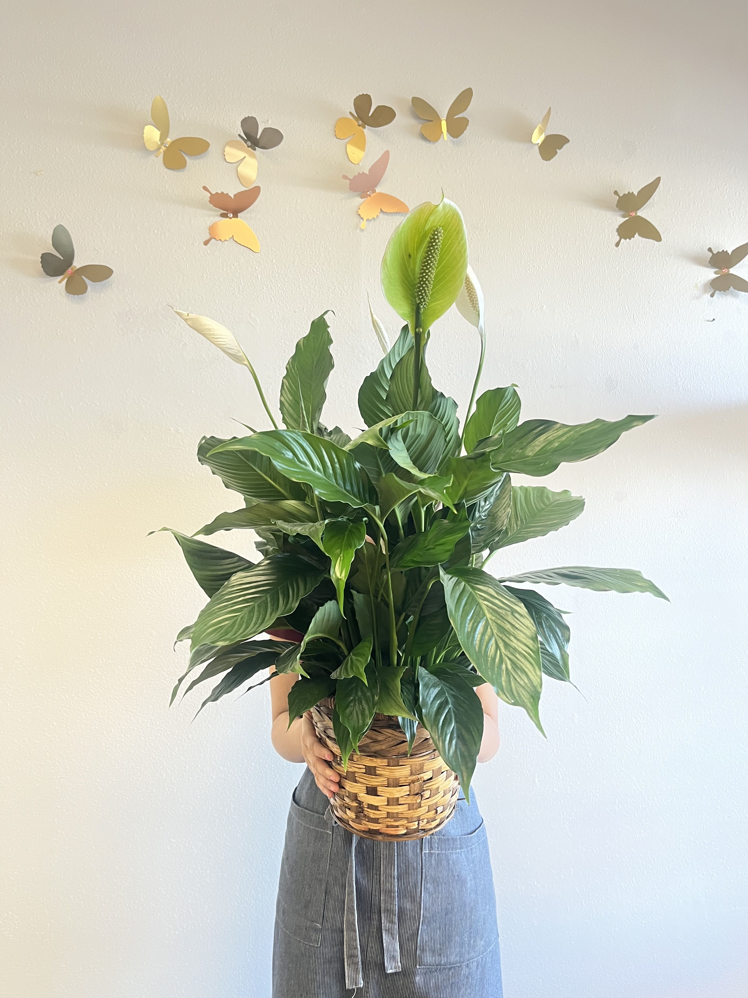 Peace Lily  - Peace lily plant in a basket   Delivery We deliver between 9:00 a.m. and 6:00 p.m. We can't guarantee exact the times but let us know your preferences in the order notes (especially for office addresses or late afternoons), and we'll do our best to accommodate.  Pick up Please call in our shop to place a pickup order. 714.828.5611 