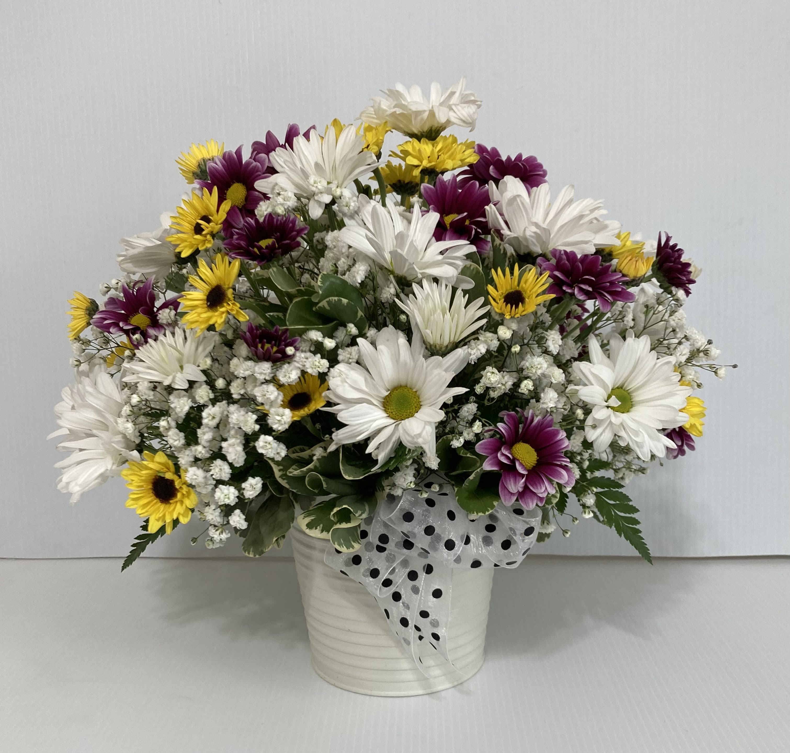 Mixed daisy bouquet in a white pot with a polka-dot ribbon