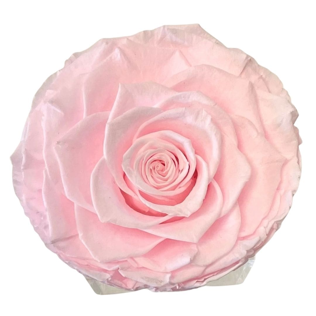 Single pale pink rose bloom on a white background