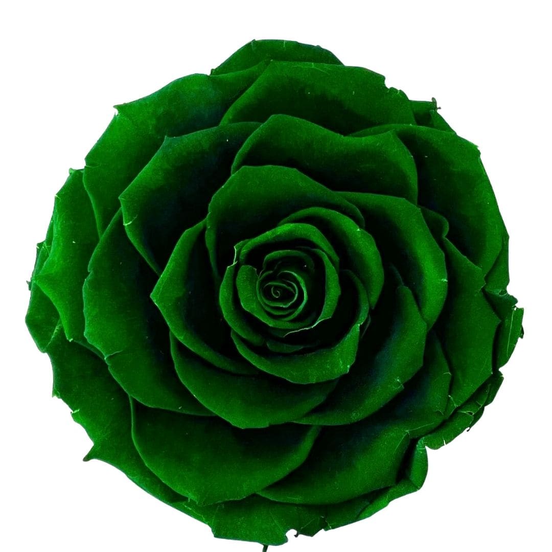 Single green rose bloom on a white background