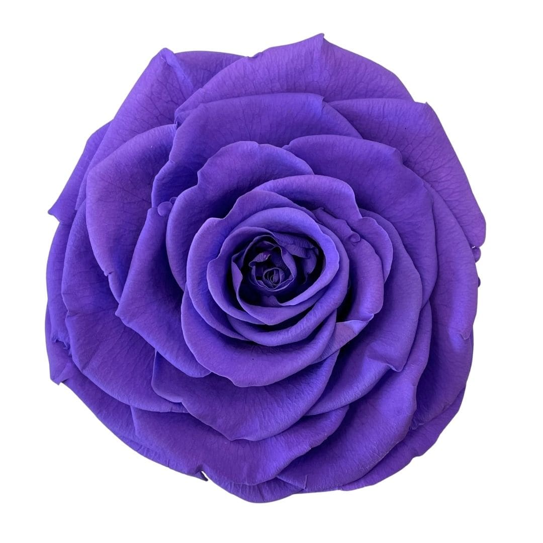 Single purple rose bloom on a white background