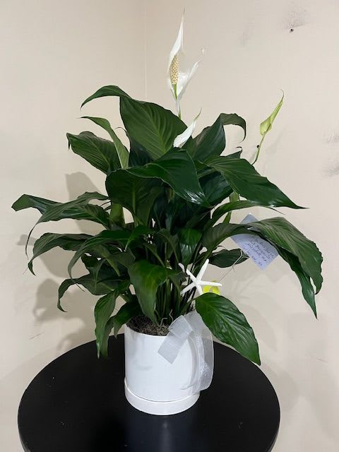 White potted peace lily plant with white blooms