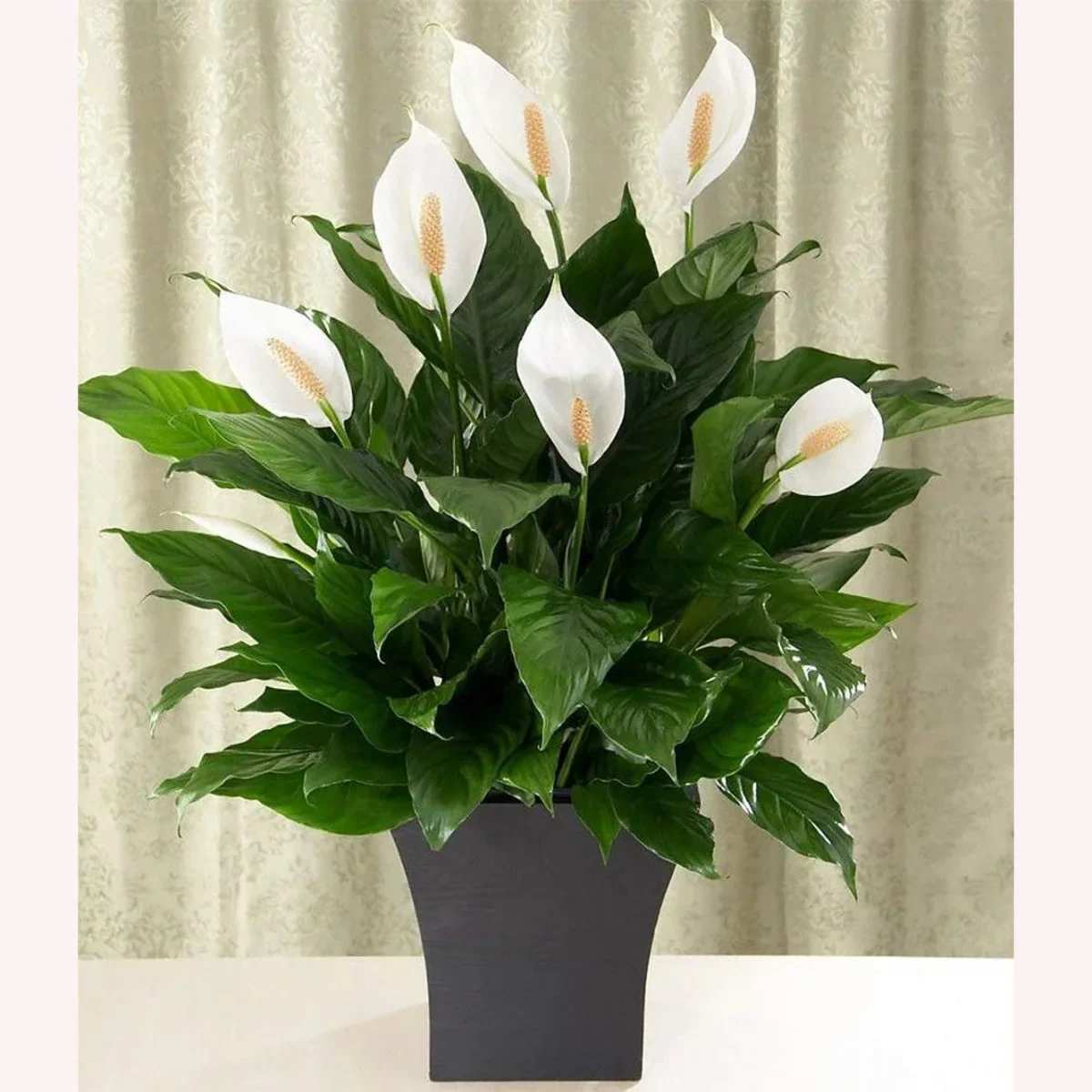 White calla lilies in a dark vase with broad green leaves