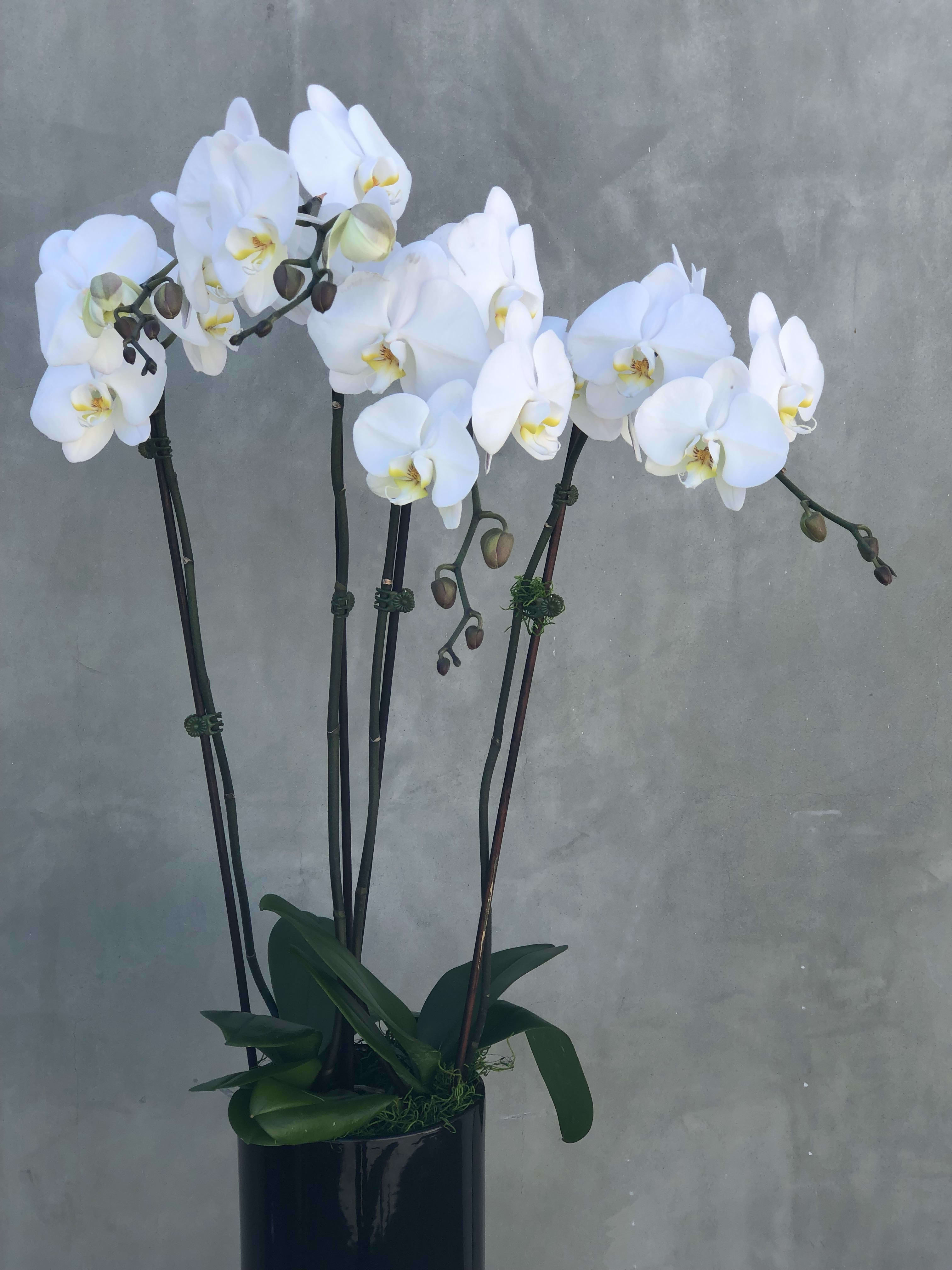 White orchids in a black pot against a gray background