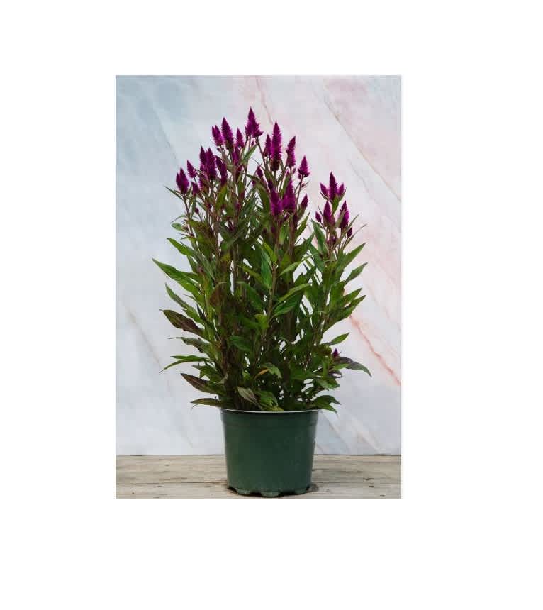 Blooming Celosia Plant - A beautiful, festive, fall celosia plant in a decorative 8in planter.