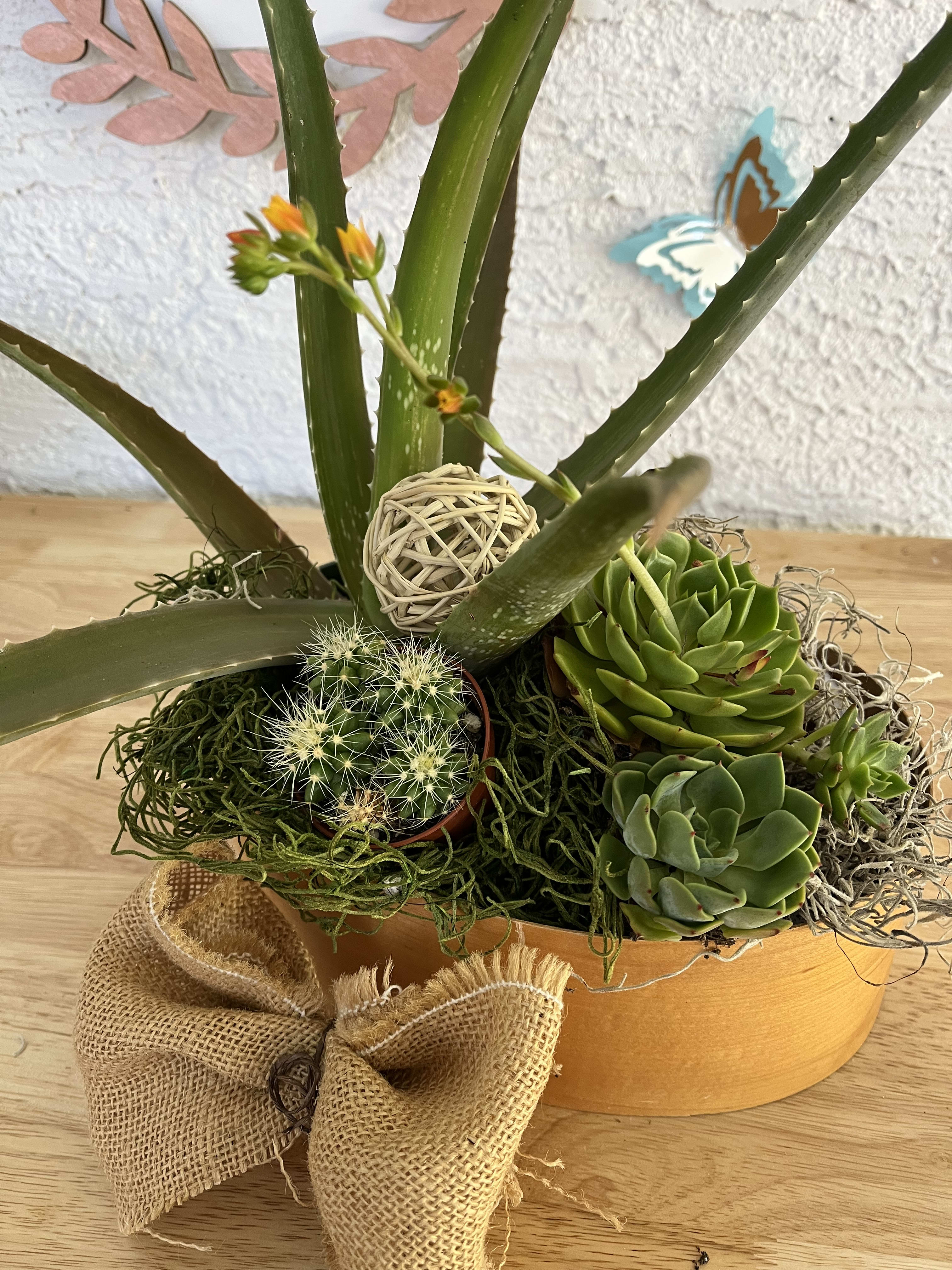 Succulent and cactus arrangement in a round orange container with burlap bow