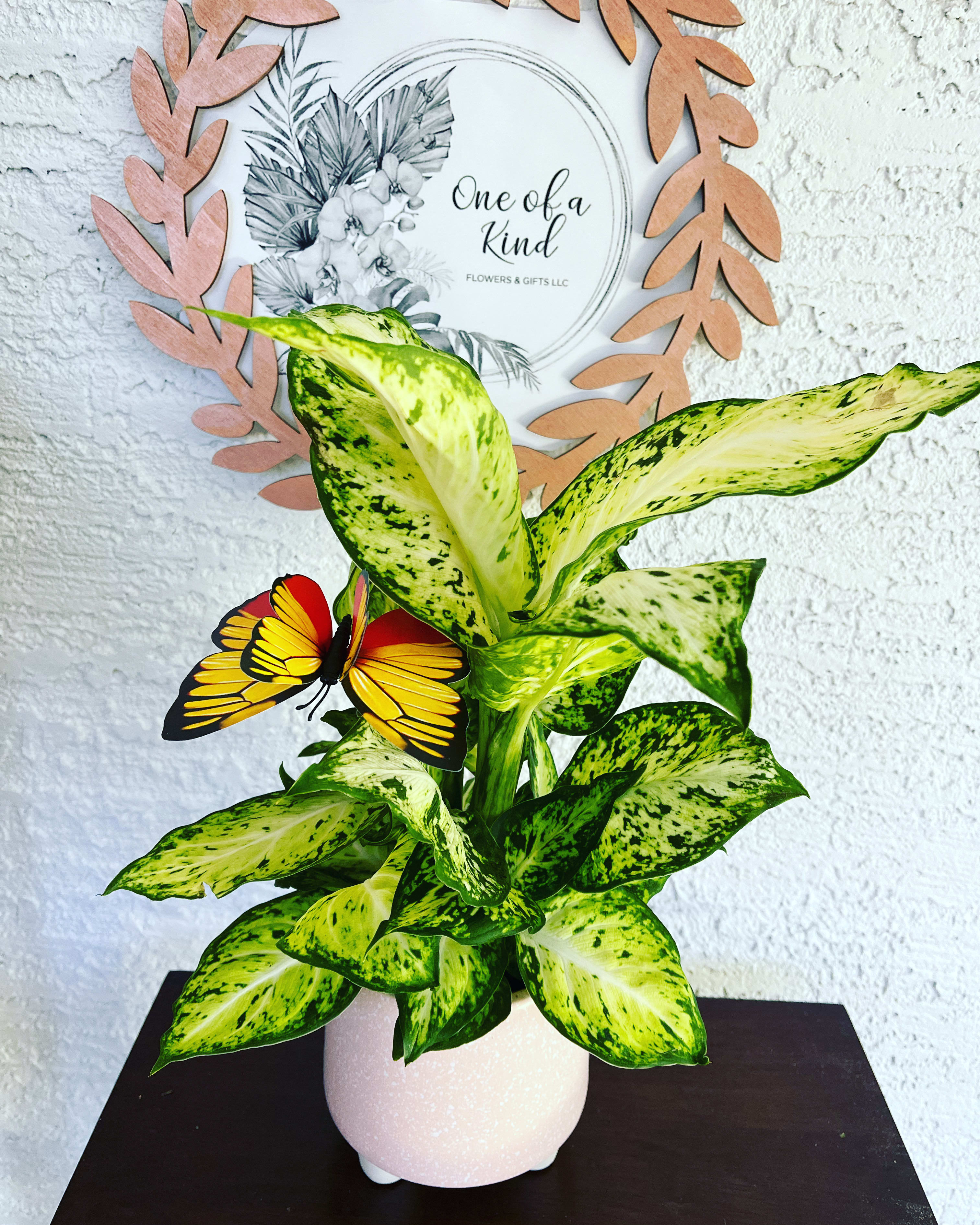Potted variegated green plant with a butterfly decoration