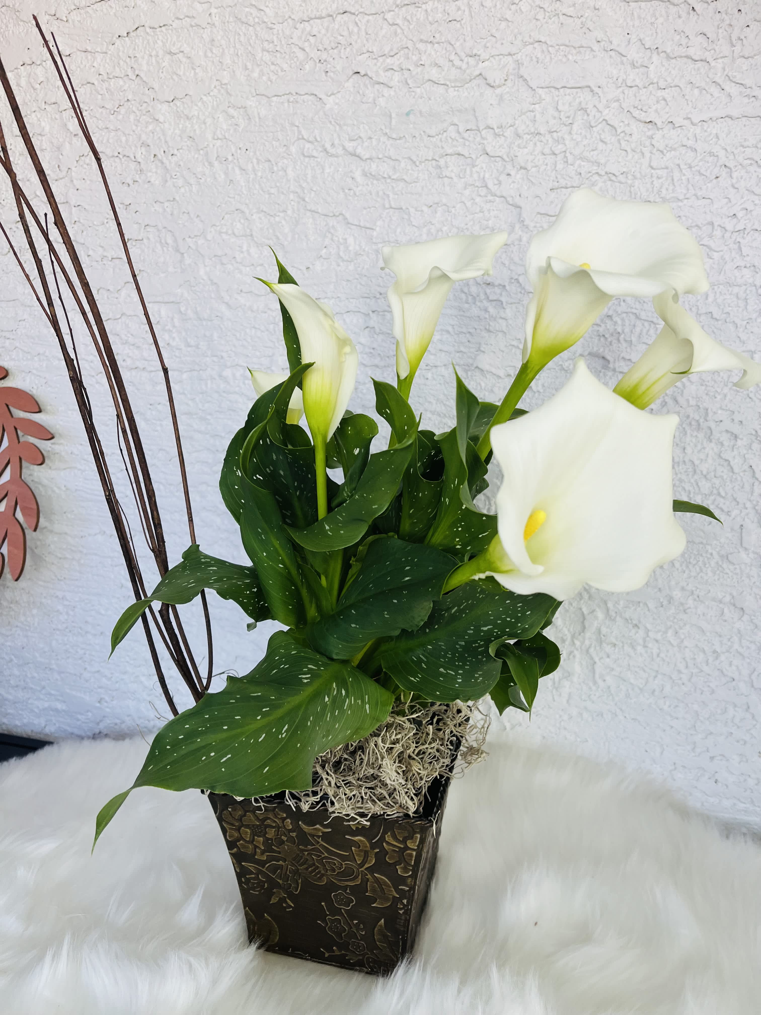 White calla lilies in a decorative square planter