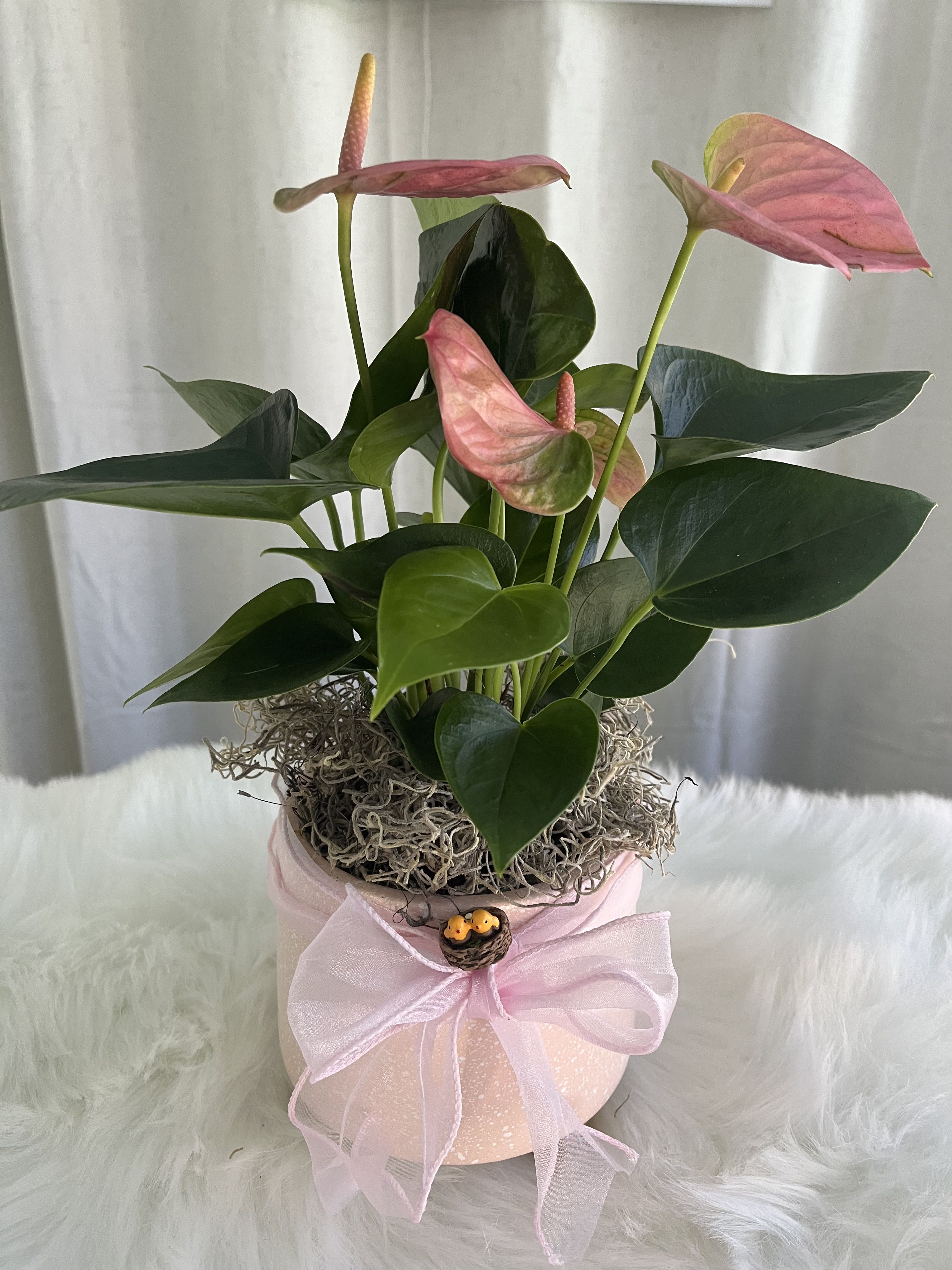 Pink anthurium plant in a pale pink pot with a ribbon bow and bird nest accent on a white surface