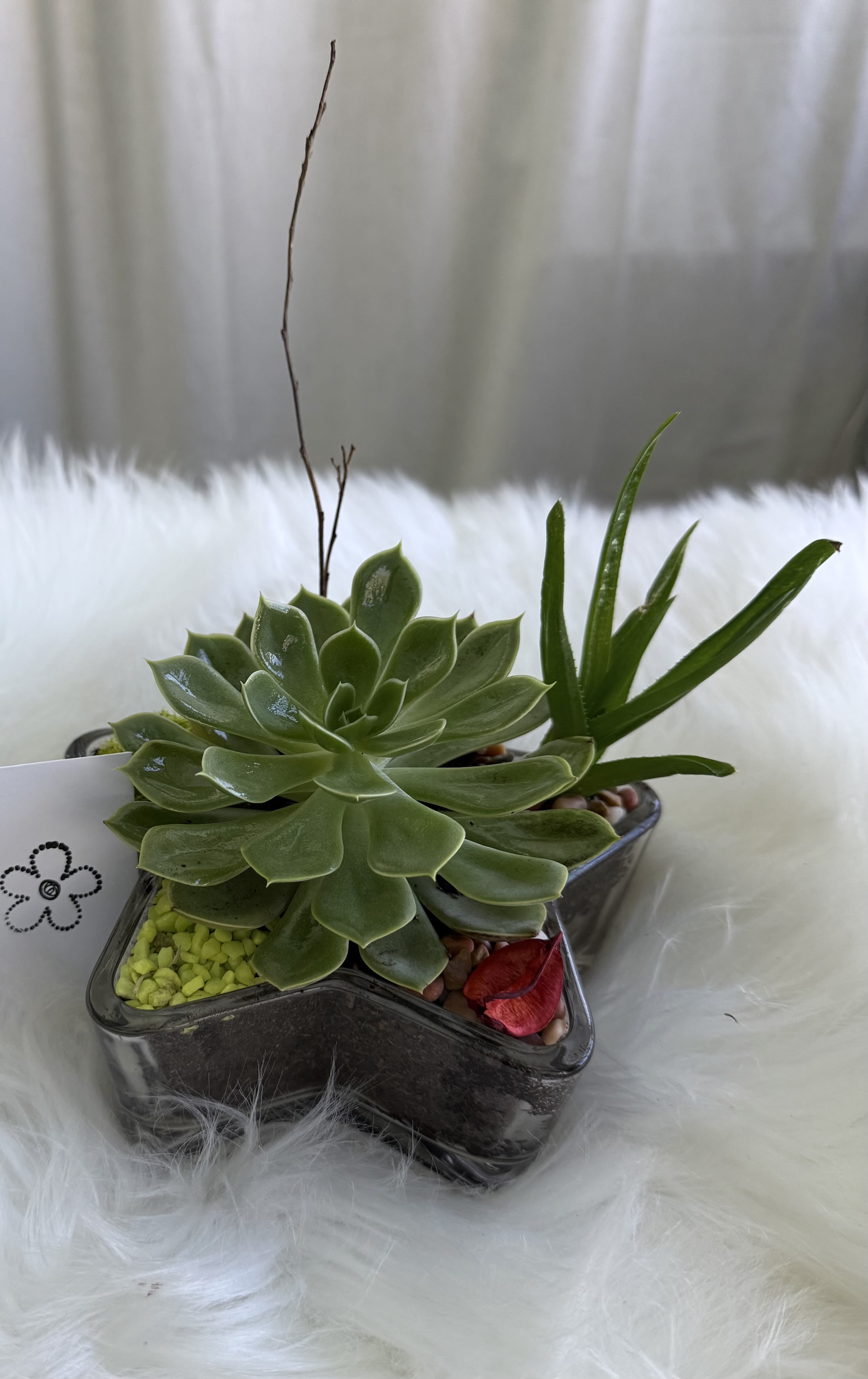 Succulent arrangement in a star-shaped glass container