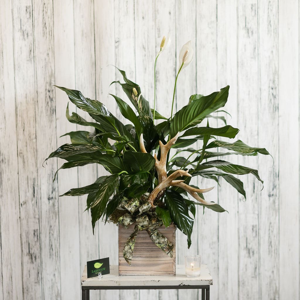 Potted peace lily arrangement with antlers and a ribbon bow