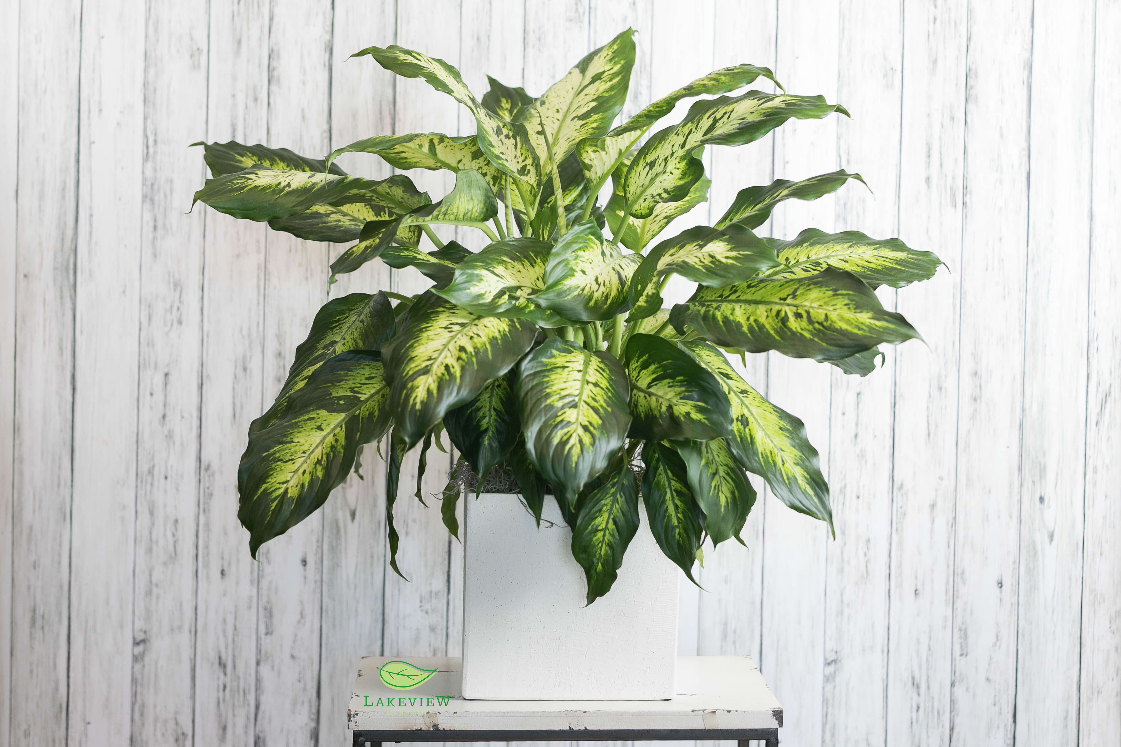 Potted variegated green houseplant in a white container